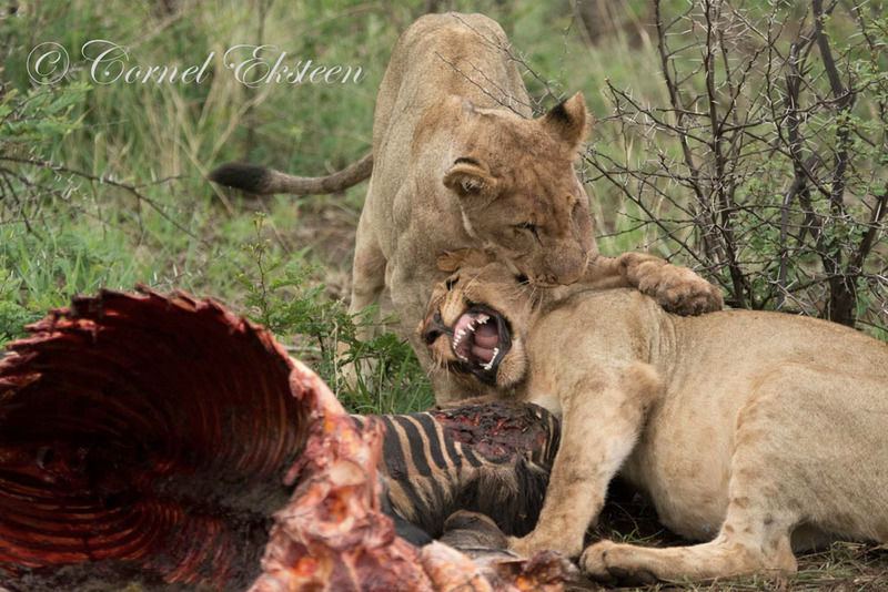Impodimo Game Lodge Madikwe Game Reserve Exteriér fotografie