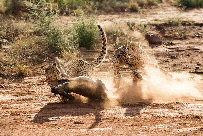 Impodimo Game Lodge Madikwe Game Reserve Exteriér fotografie