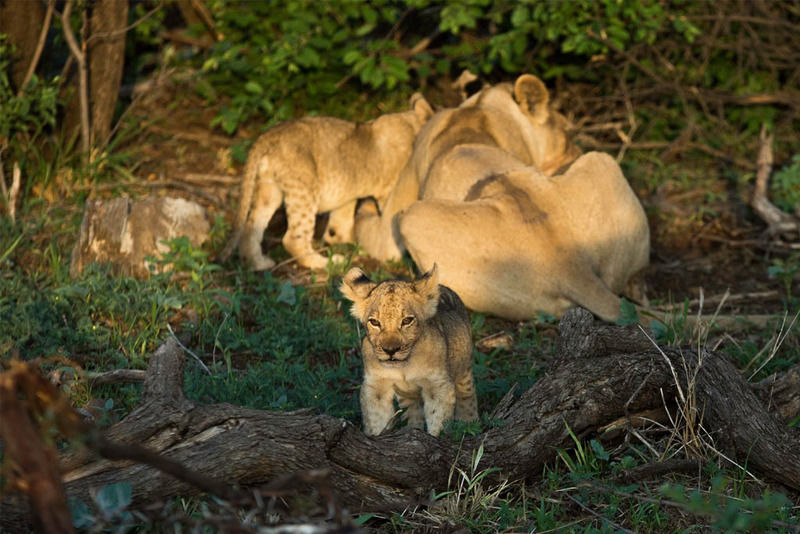 Impodimo Game Lodge Madikwe Game Reserve Exteriér fotografie