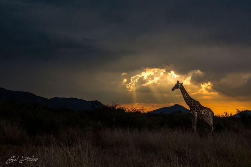 Impodimo Game Lodge Madikwe Game Reserve Exteriér fotografie
